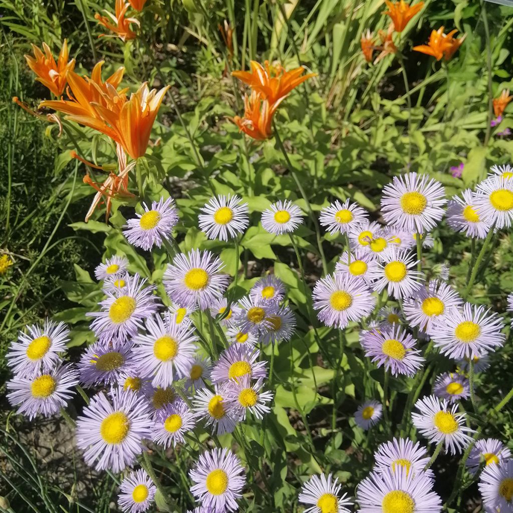 Erigeron speciosus Sommerneuschnee