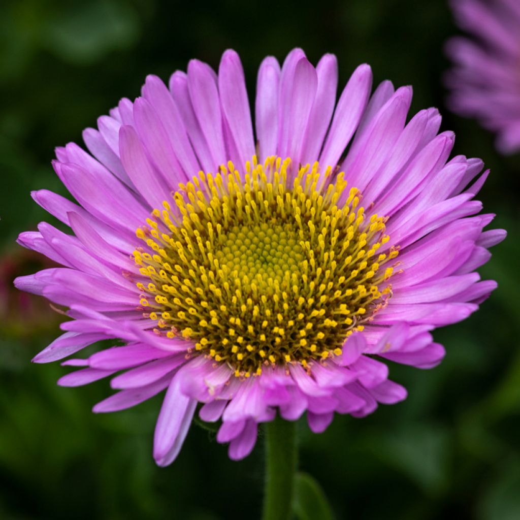 Erigeron glaucus Sea Breeze