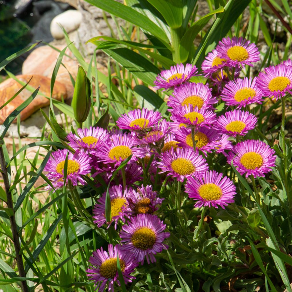 Erigeron glaucus Sea Breeze