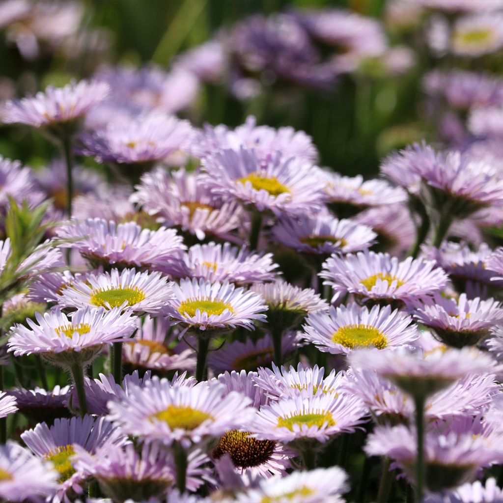 Erigeron glaucus - Vergerette glauque