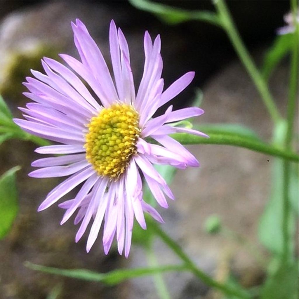 Erigeron karvinskianus Lavender Lady - Cespica karvinskiana