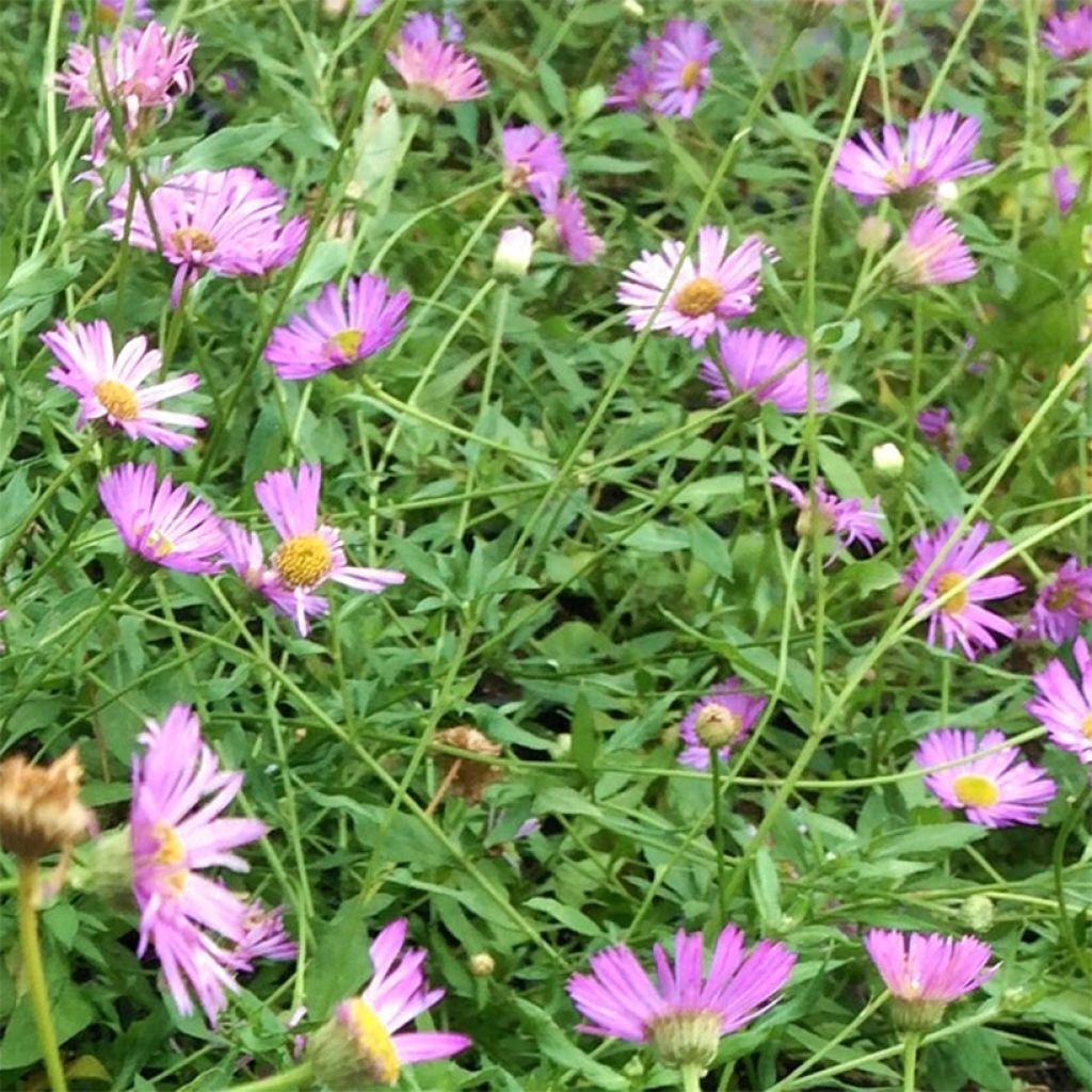 Erigeron karvinskianus Lavender Lady - Cespica karvinskiana