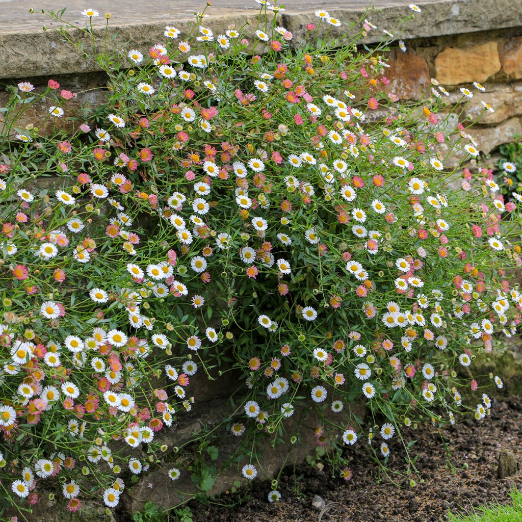 Erigeron karvinskianus - Cespica karvinskiana