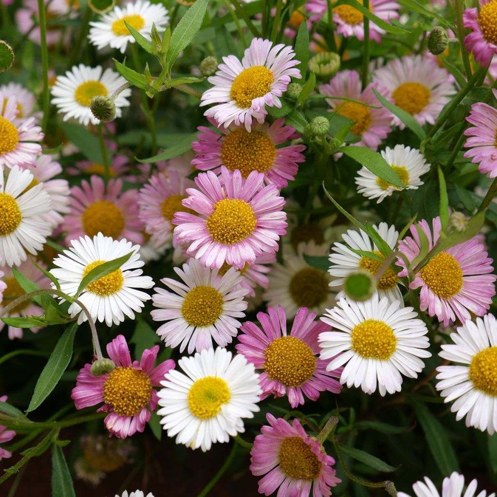 Erigeron karvinskianus - Cespica karvinskiana