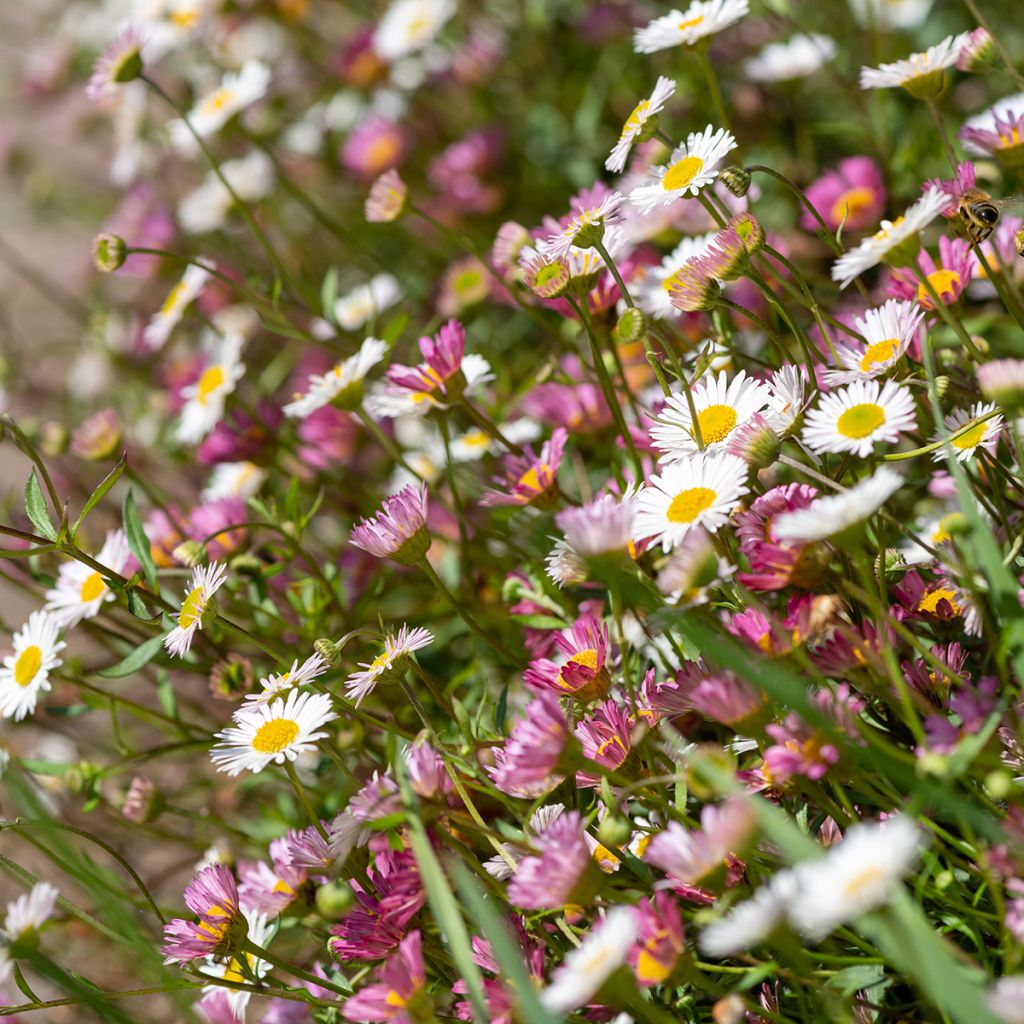 Erigeron karvinskianus - Cespica karvinskiana