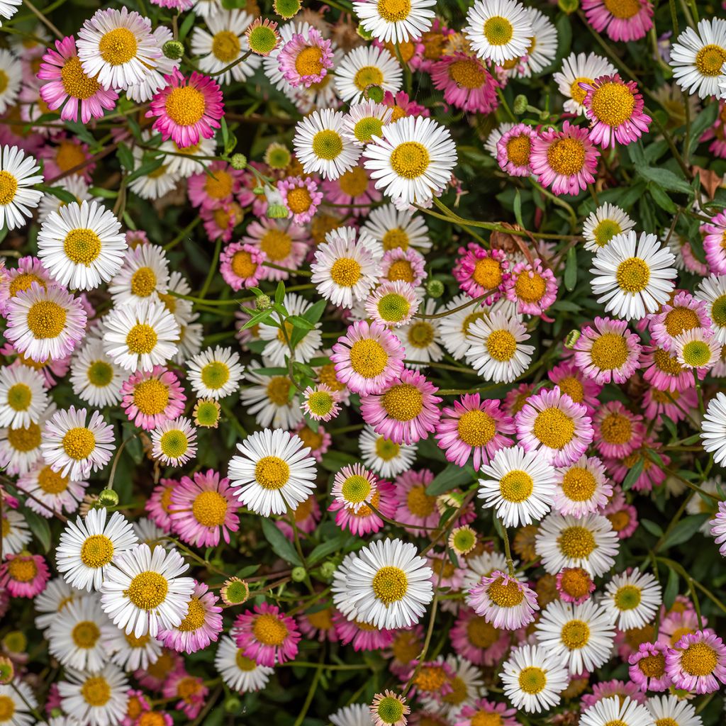 Erigeron karvinskianus - Cespica karvinskiana