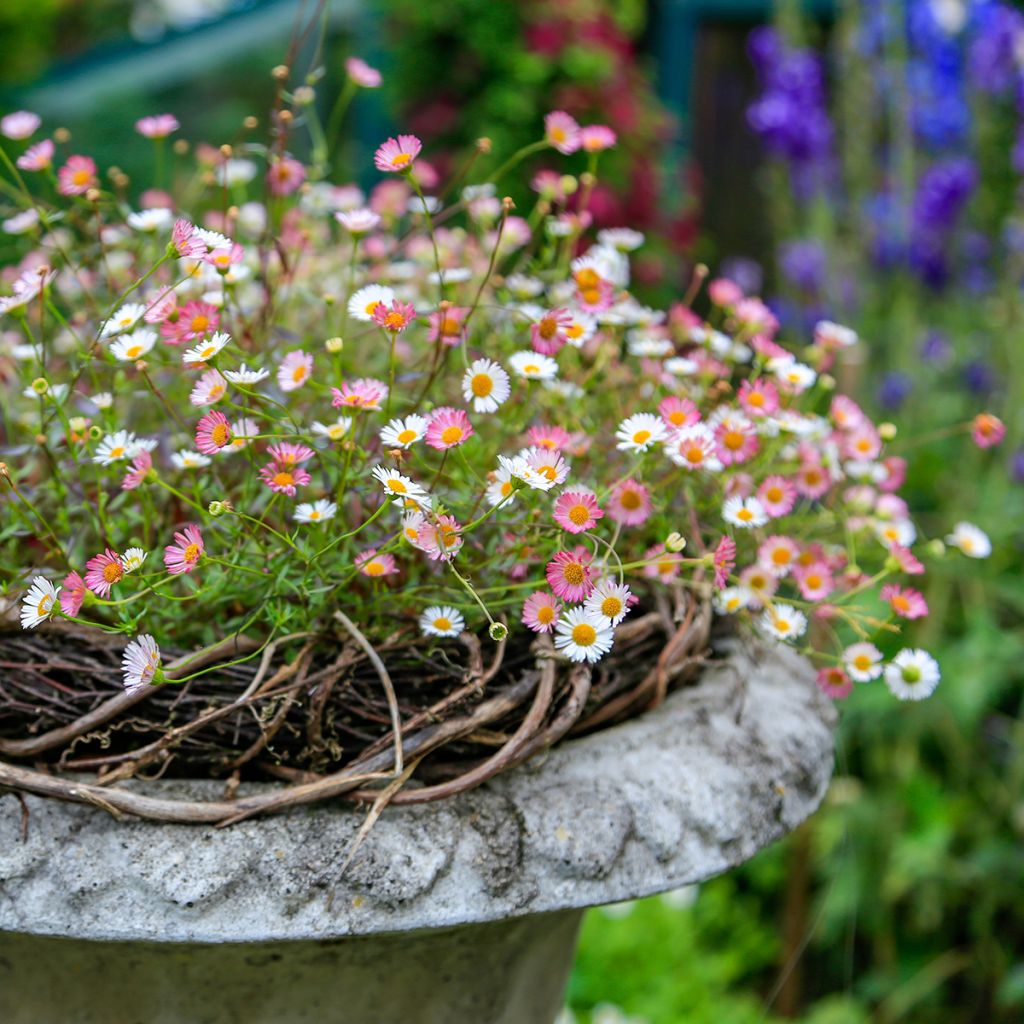 Erigeron karvinskianus - Cespica karvinskiana