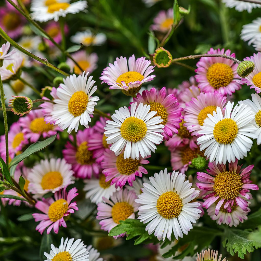 Erigeron karvinskianus - Cespica karvinskiana