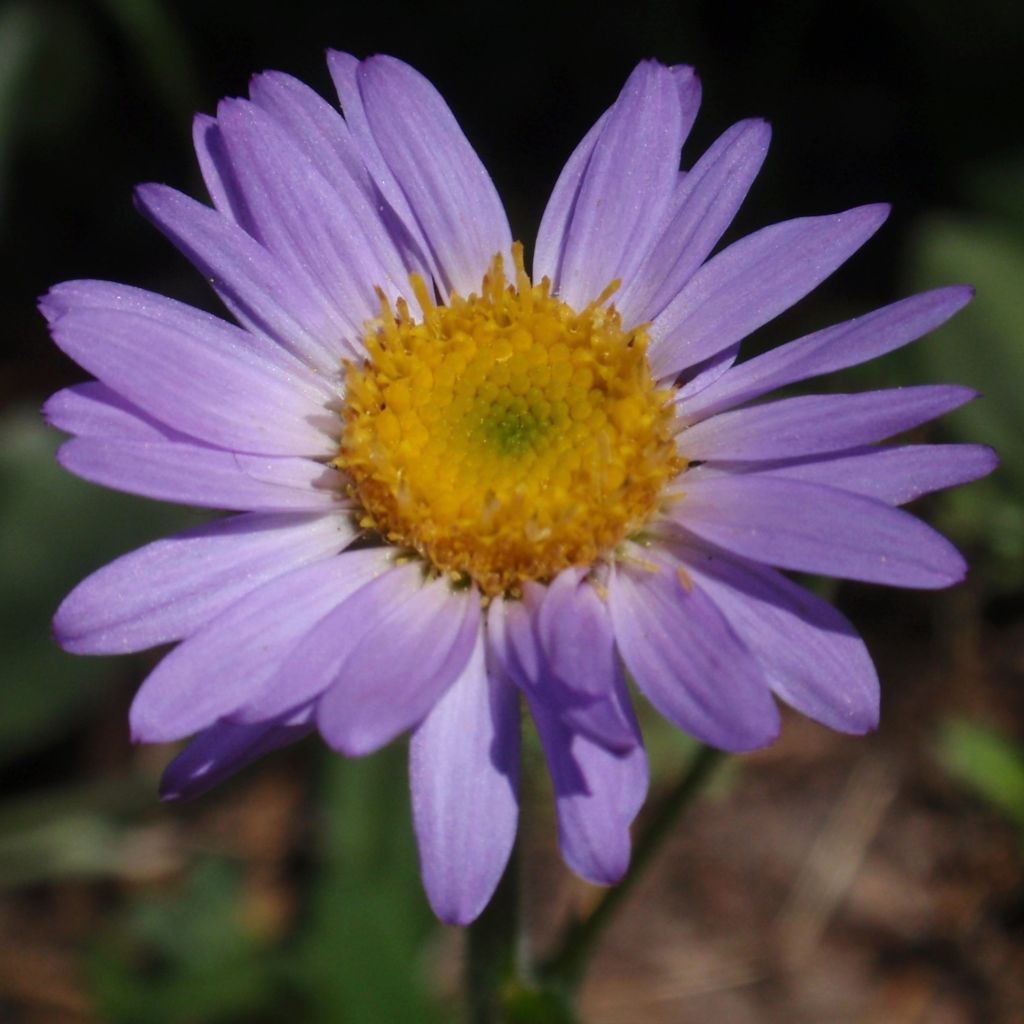 Erigeron leiomerus, Vergerette