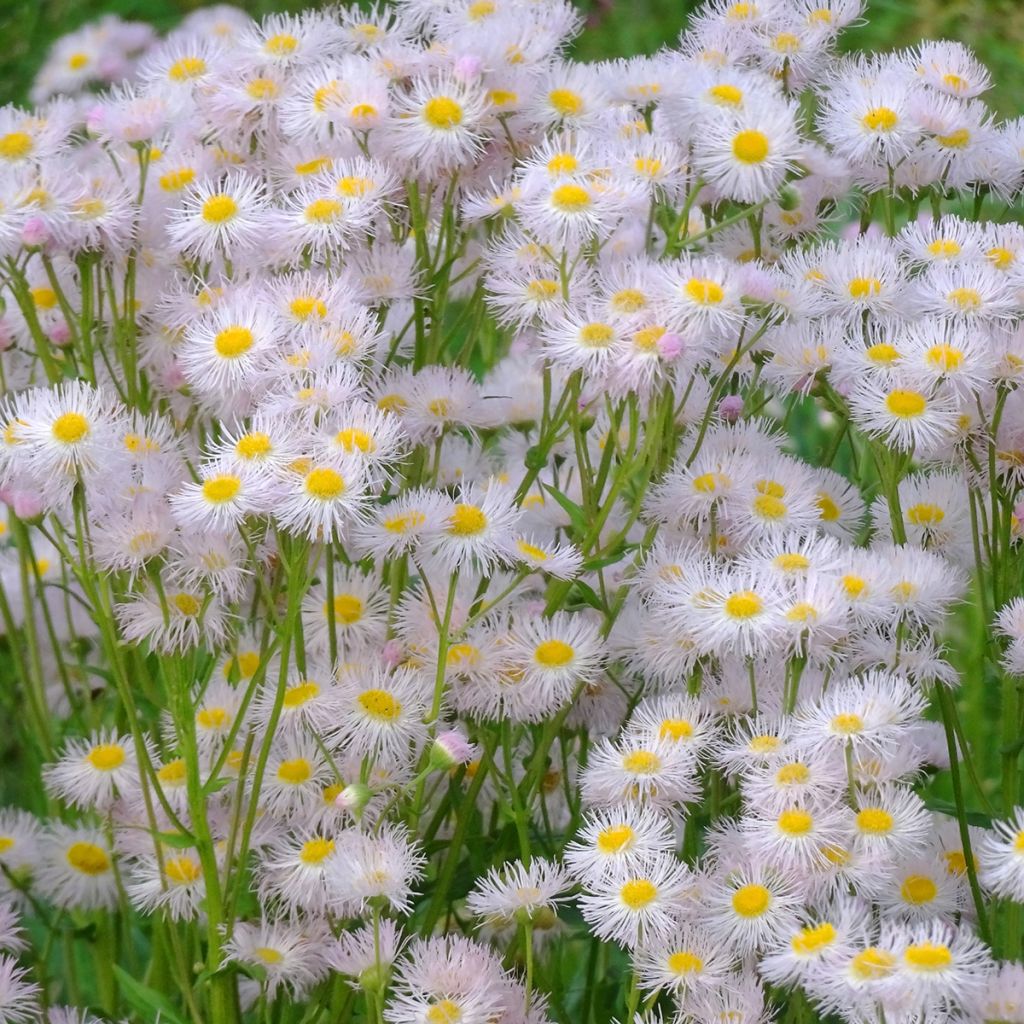 Erigeron philadelphicus - Cespica di Philadelfia