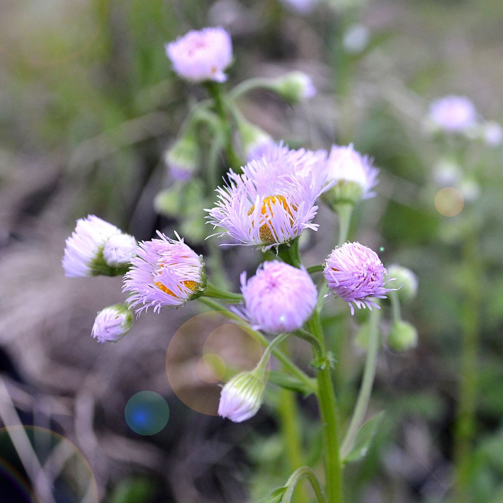 Erigeron philadelphicus - Cespica di Philadelfia