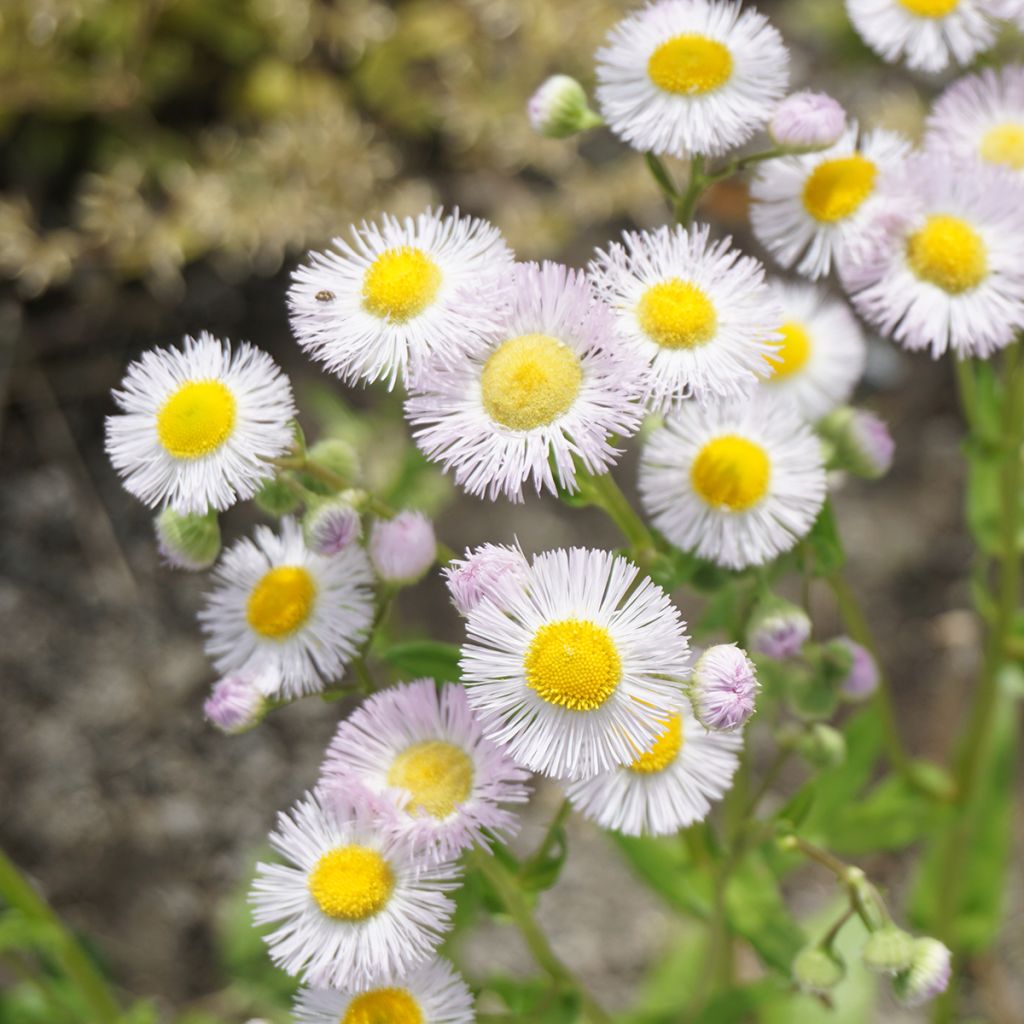 Erigeron philadelphicus - Cespica di Philadelfia