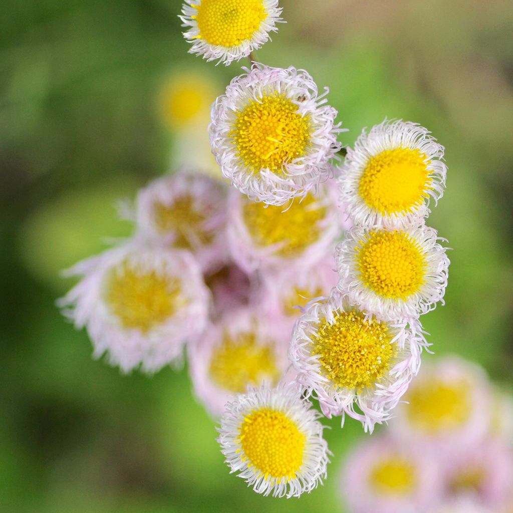 Erigeron philadelphicus - Cespica di Philadelfia