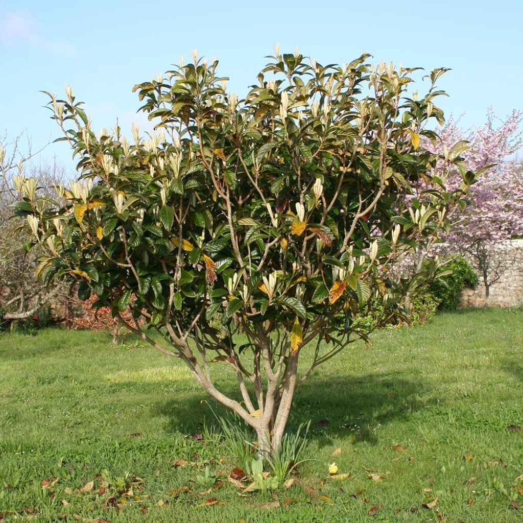 Néflier du Japon - Eriobotrya japonica