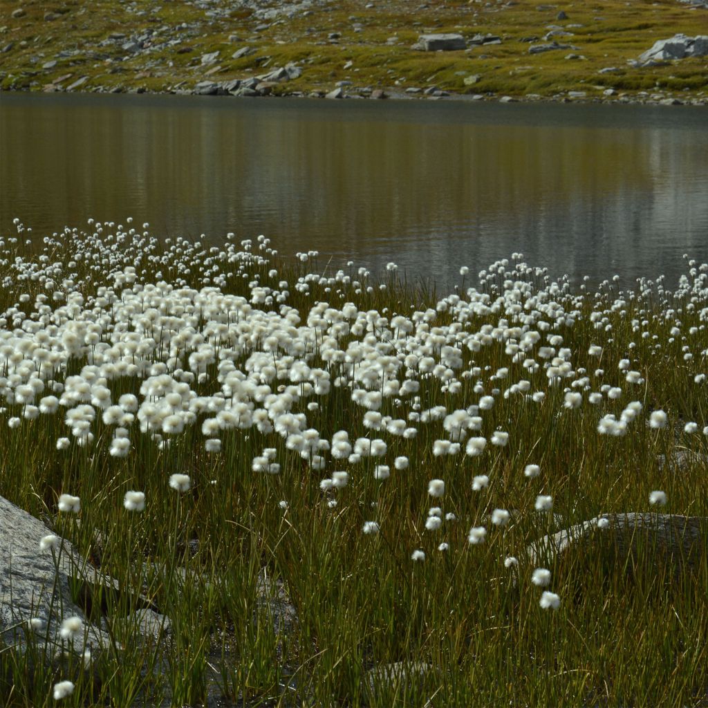 Eriophorum angustifolium - Linaigrette à feuilles étroites