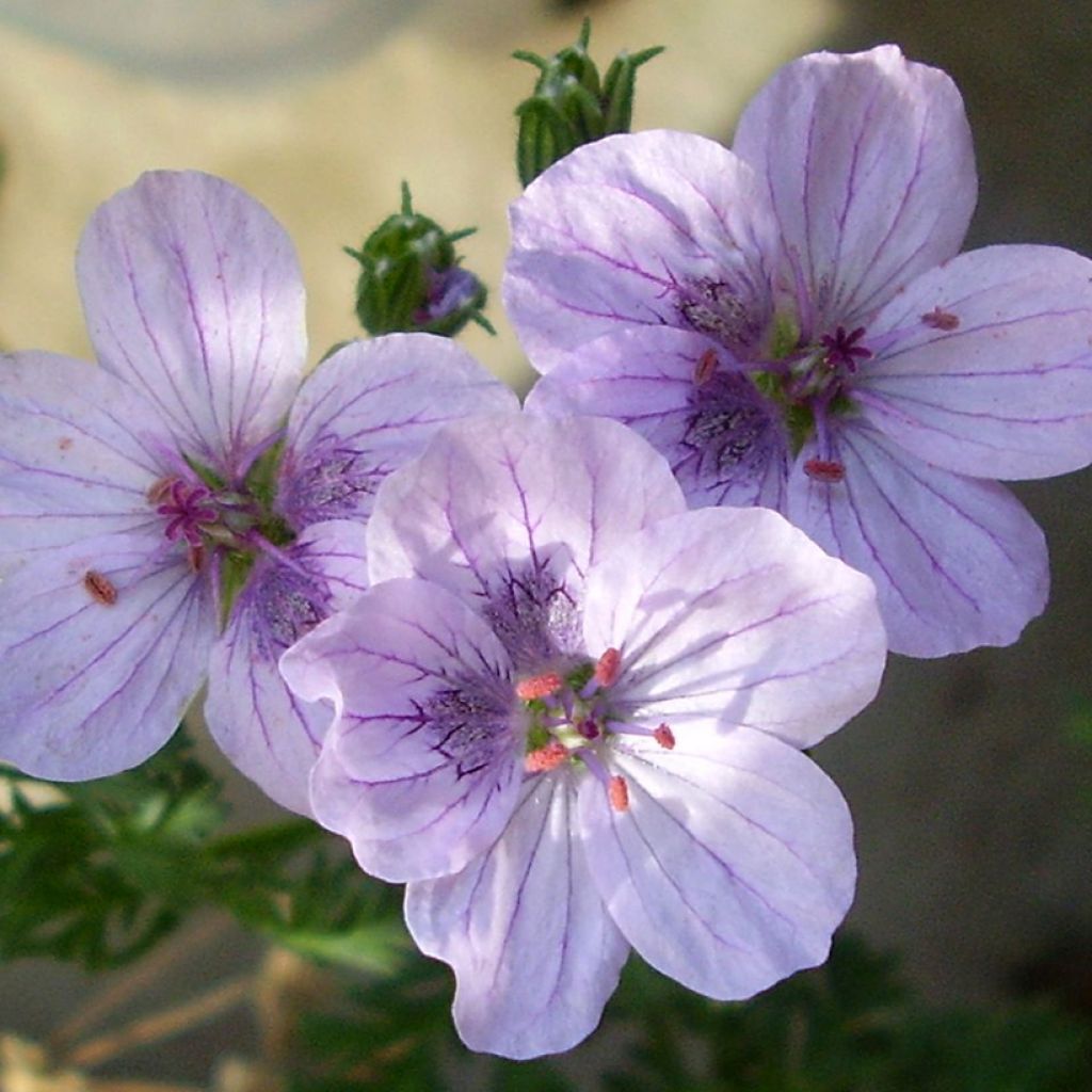 Erodium glandulosum Spanish Eyes