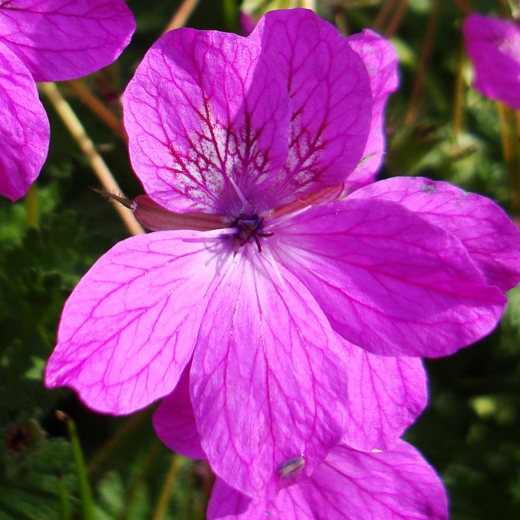 Erodium manescavii - Bec de Grue de Manescaut