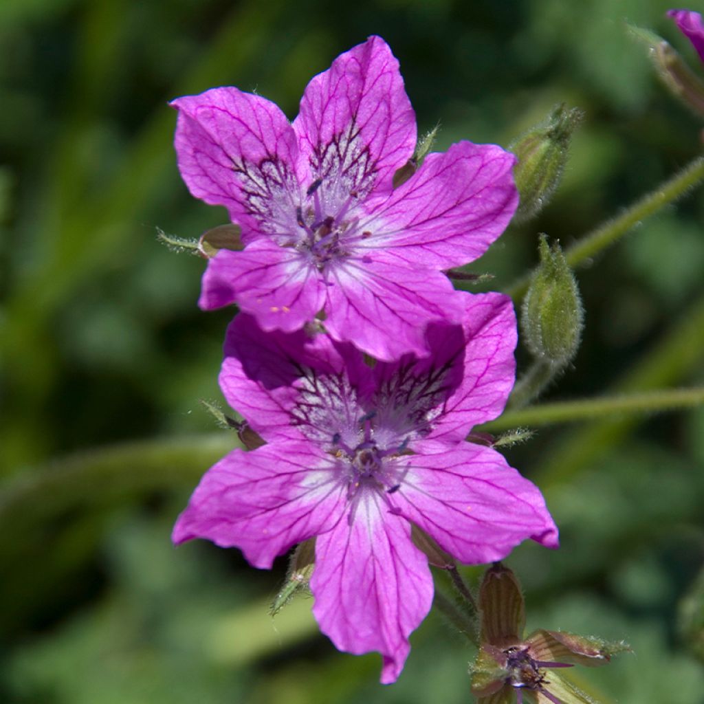 Erodium manescavii