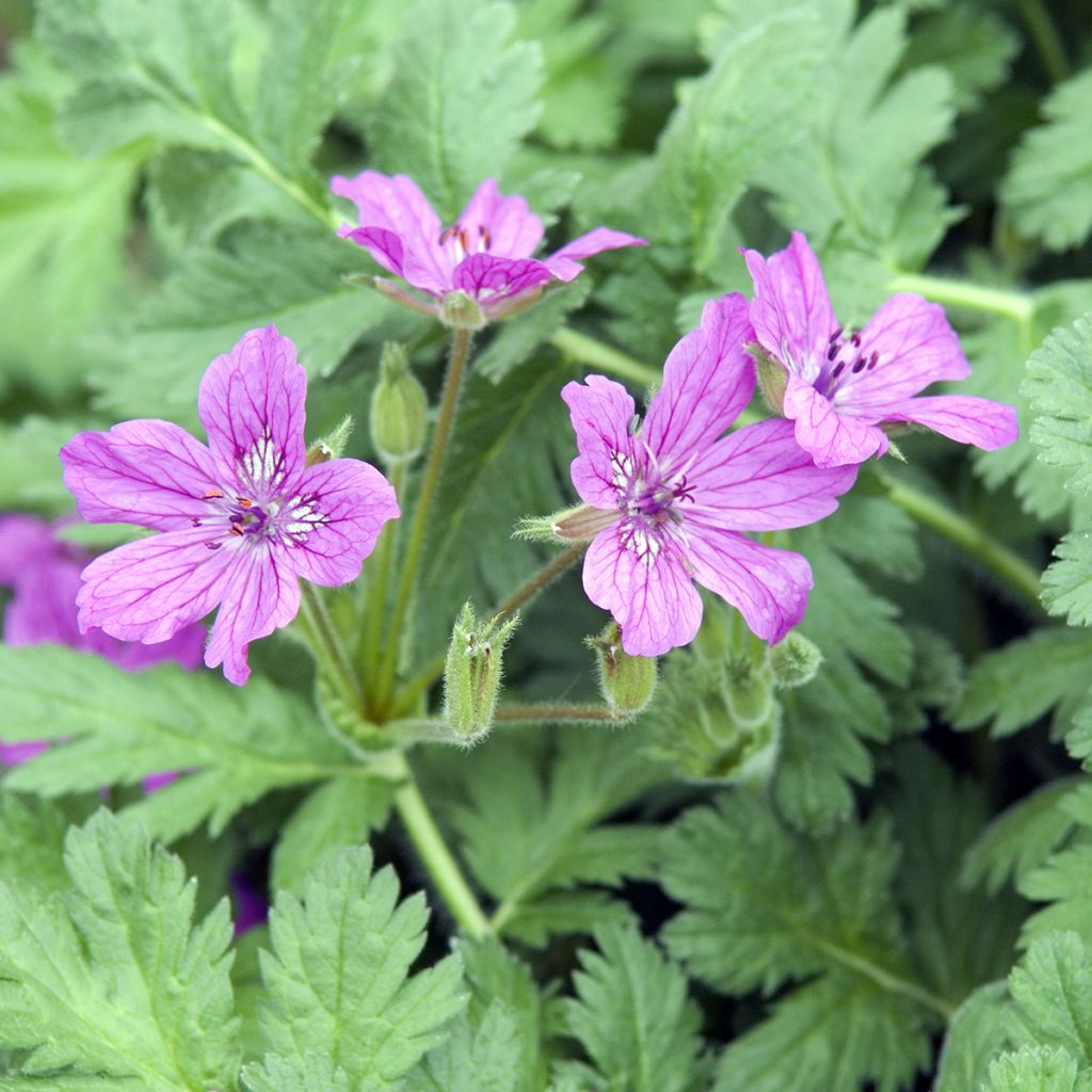 Erodium manescavii