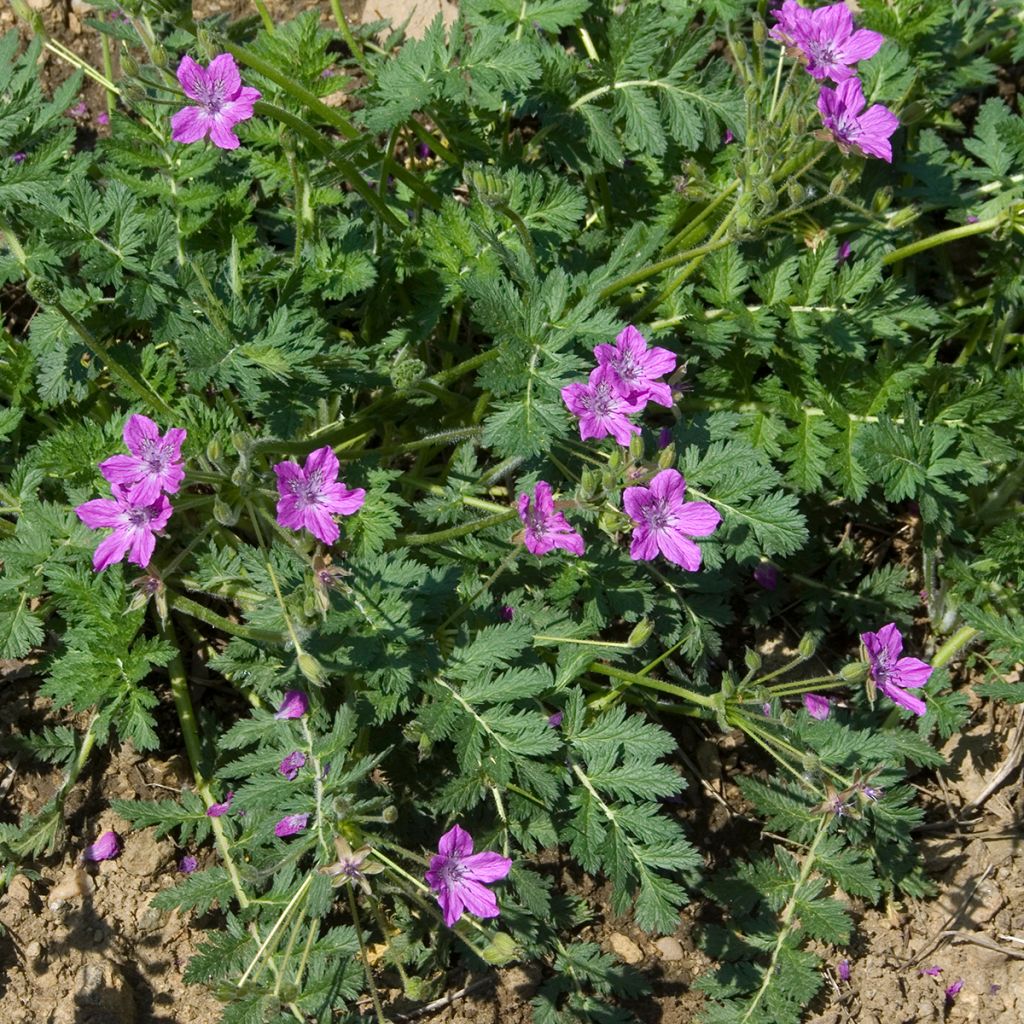 Erodium manescavii