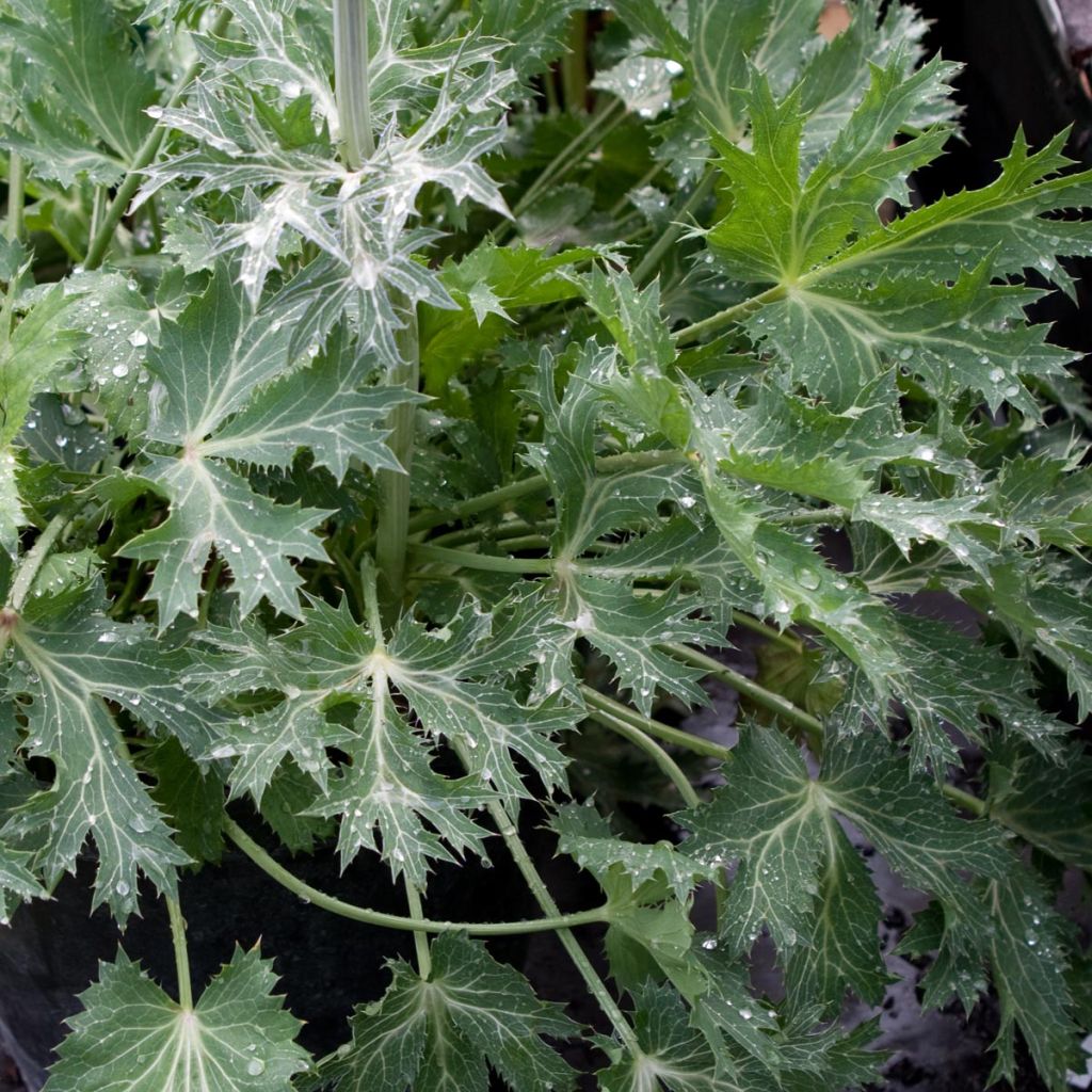 Eryngium zabelii Jos Eijking