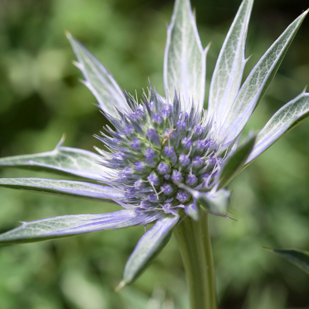 Eryngium zabelii Jos Eijking