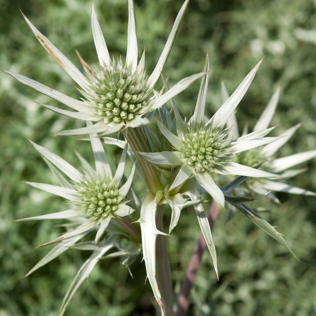 Eryngium zabelii Jos Eijking