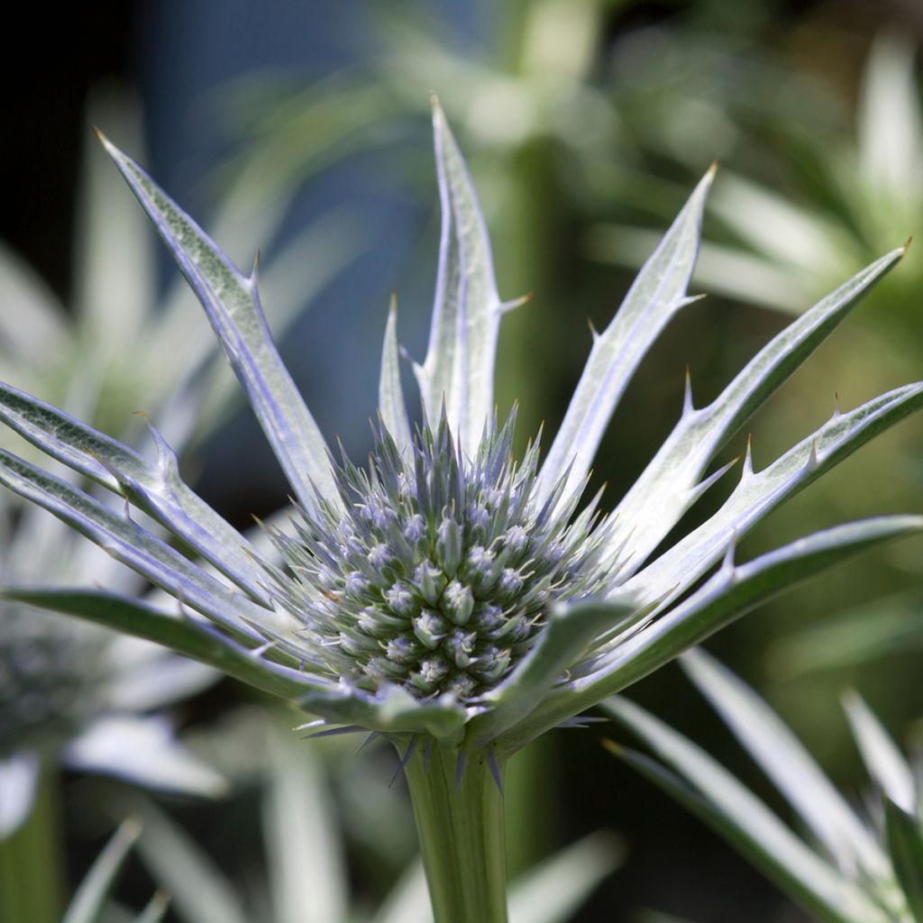 Eryngium zabelii Jos Eijking