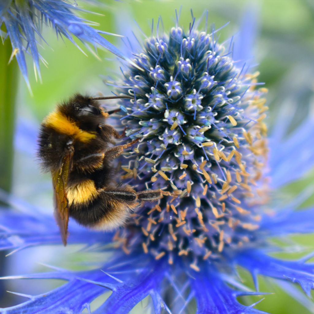 Eryngium maritimum Lapis Blue - Calcatreppola marittima