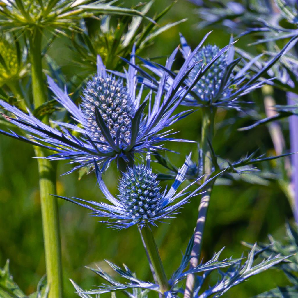 Eryngium maritimum Lapis Blue - Calcatreppola marittima