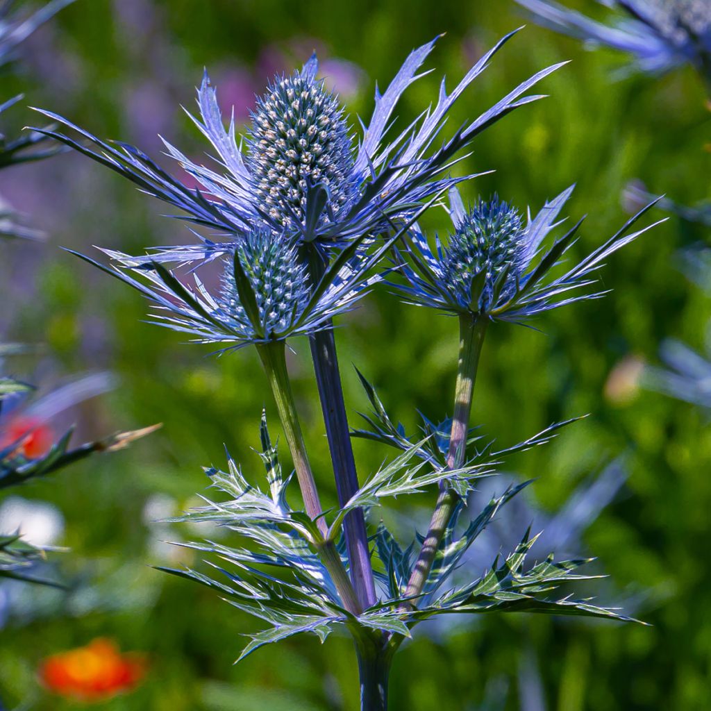 Eryngium maritimum Lapis Blue - Calcatreppola marittima