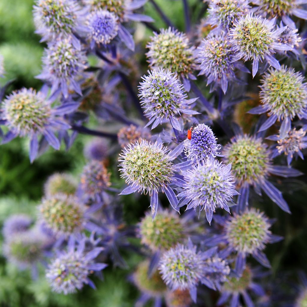 Eryngium planum Tiny Jackpot