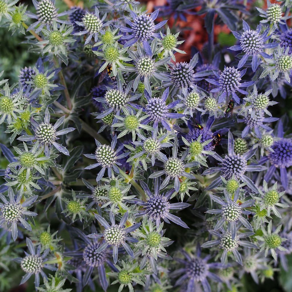 Eryngium planum Tiny Jackpot