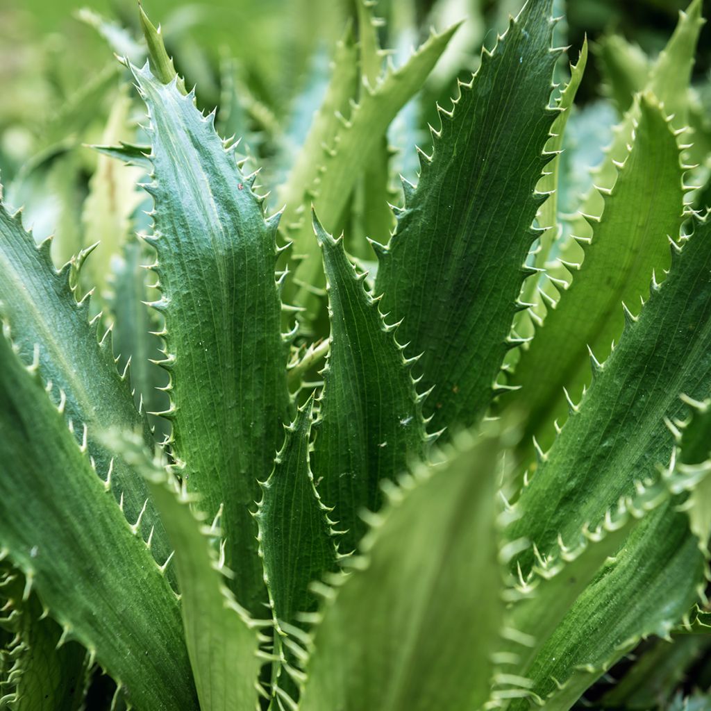 Eryngium agavifolium