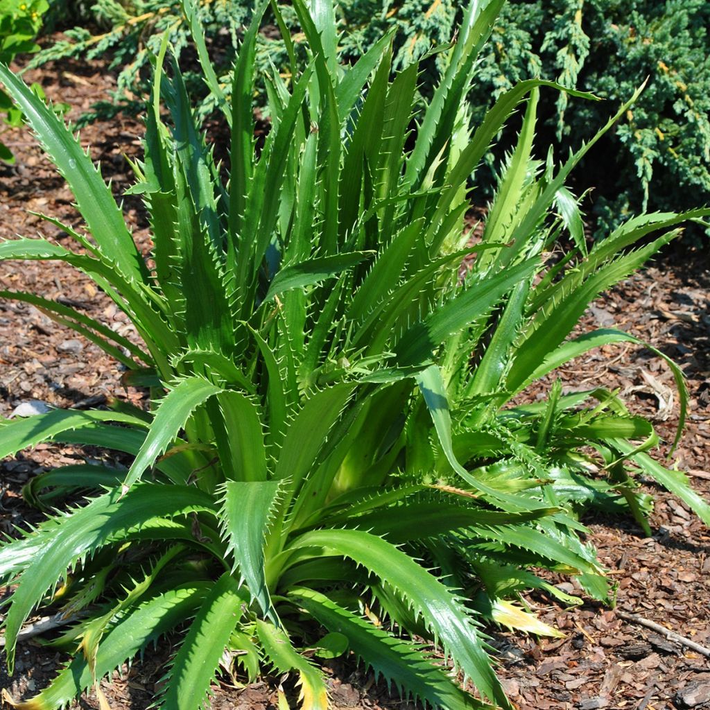 Eryngium agavifolium