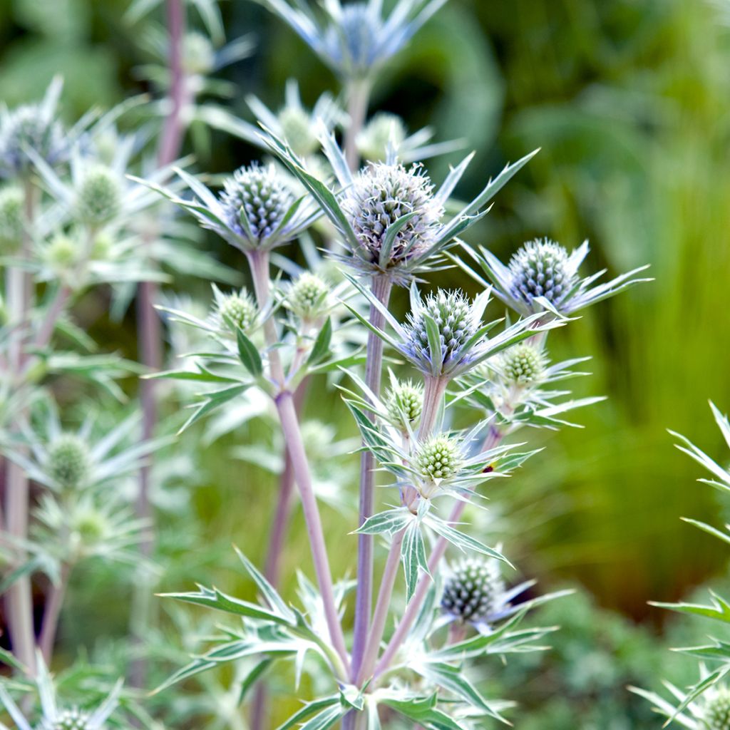 Eryngium bourgatii