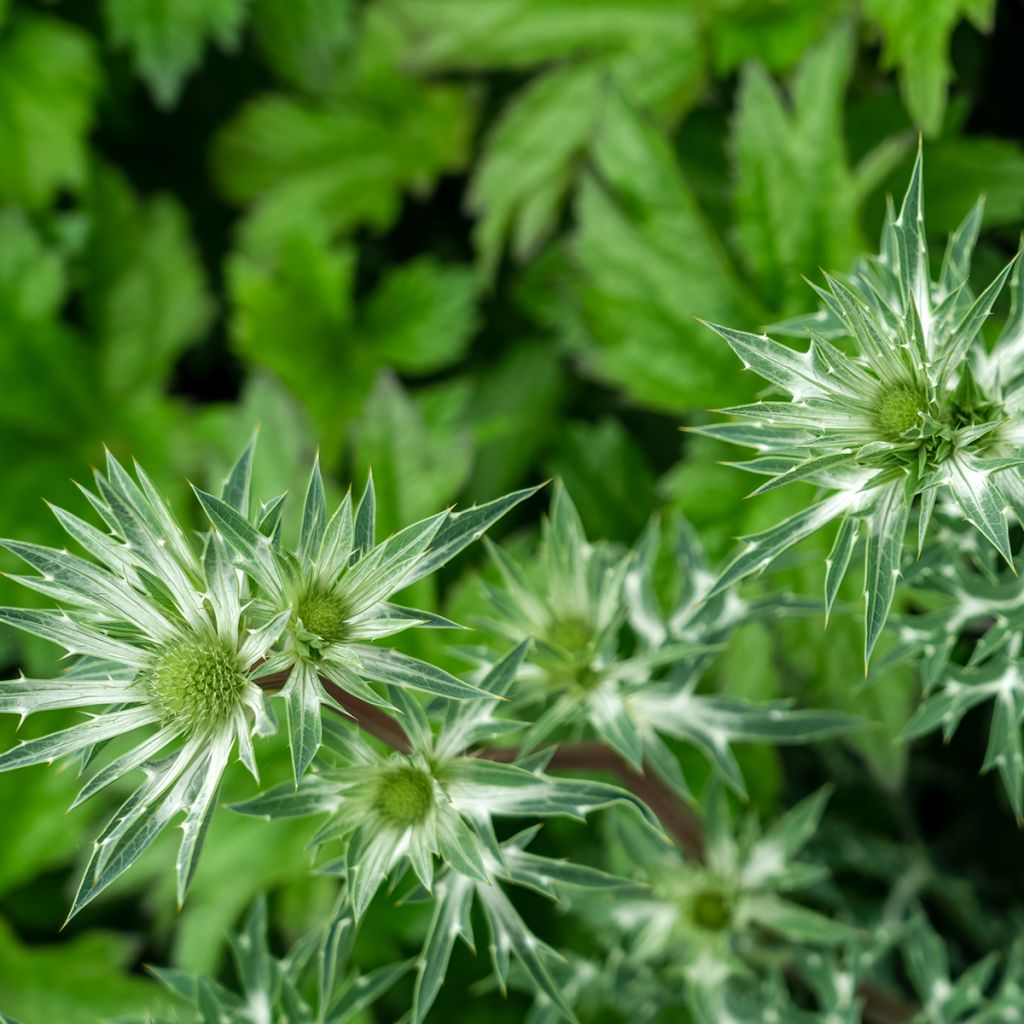 Eryngium bourgatii