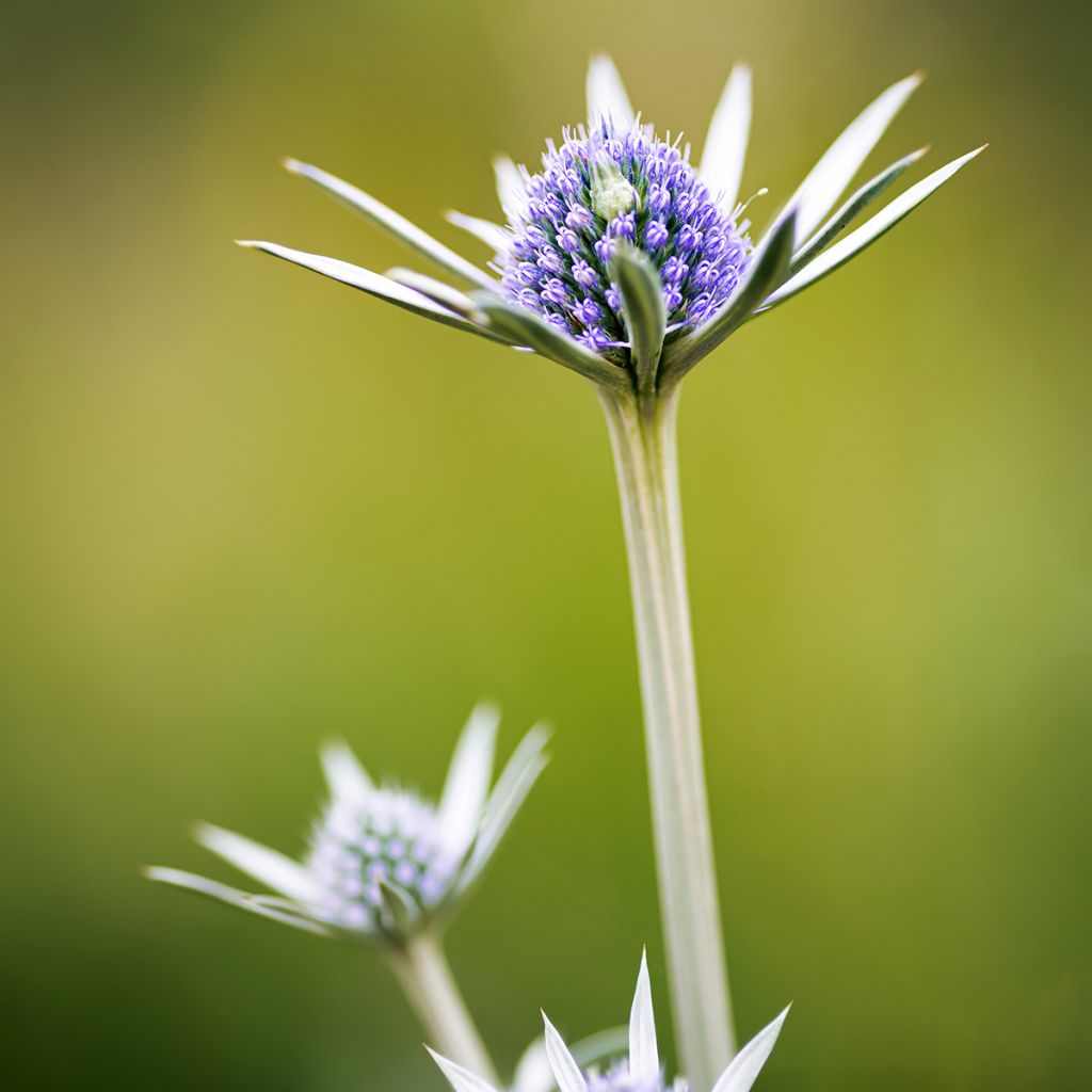 Eryngium bourgatii