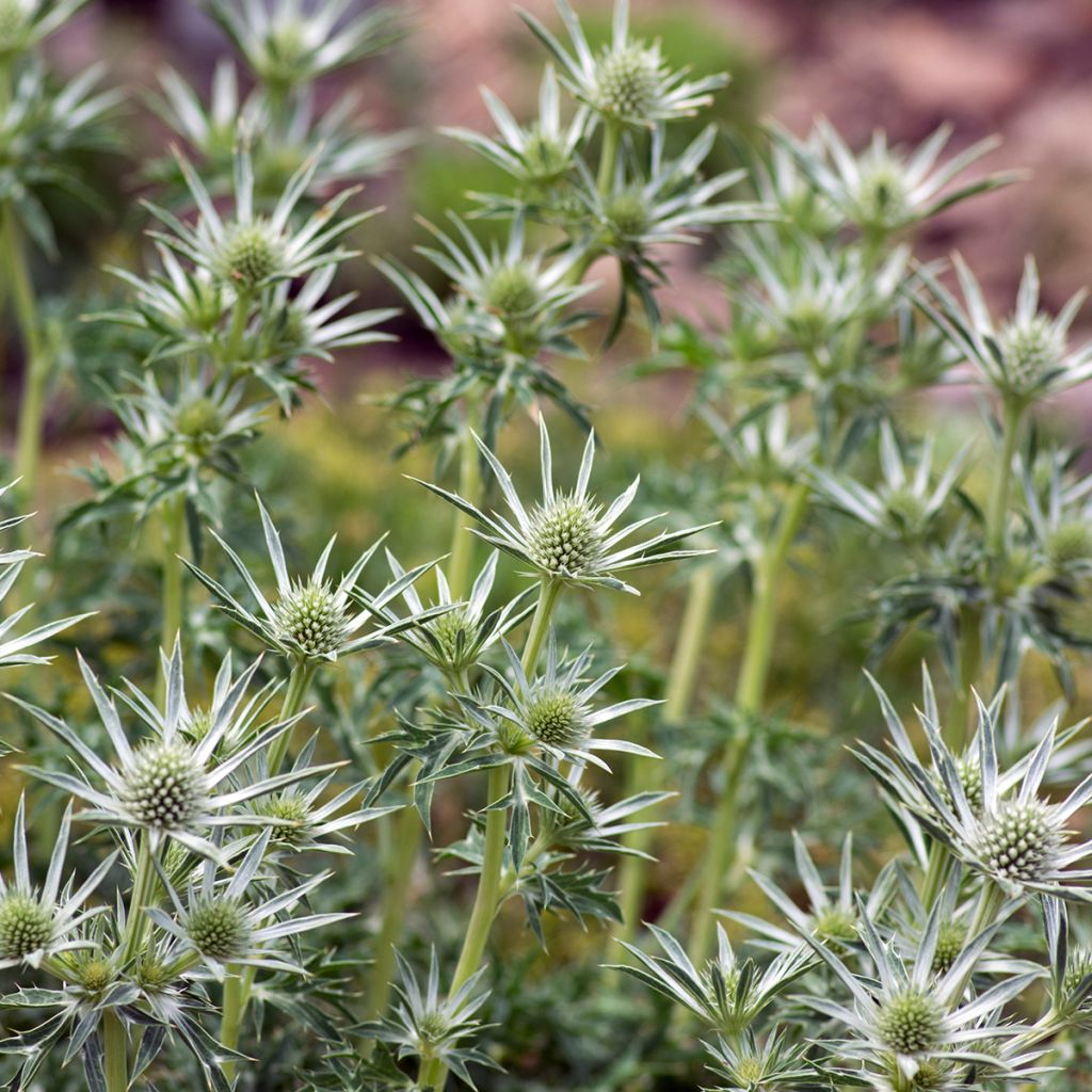 Eryngium bourgatii