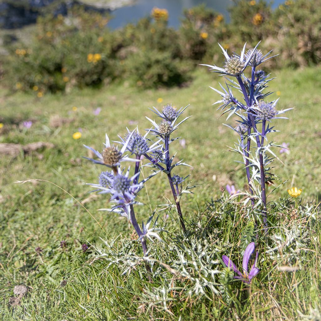 Eryngium bourgatii