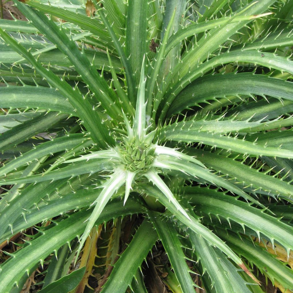 Eryngium horridum, Panicaut