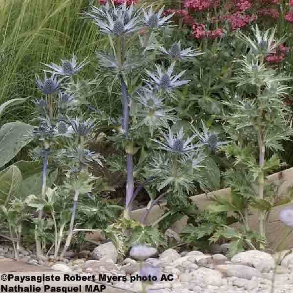 Eryngium oliverianum - Panicaut