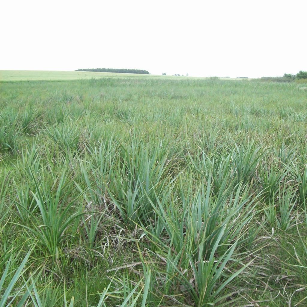 Eryngium pandanifolium, Panicaut