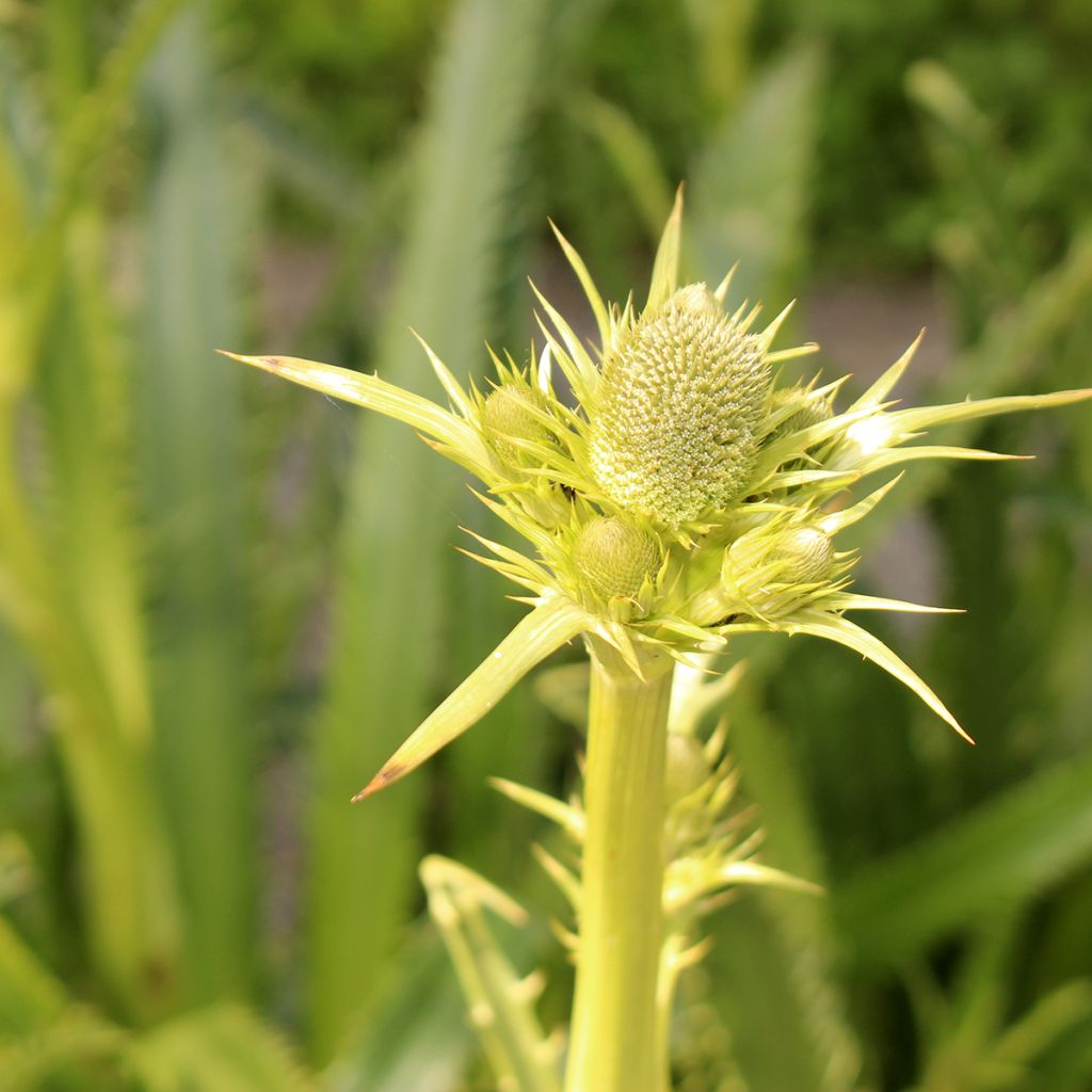 Eryngium pandanifolium