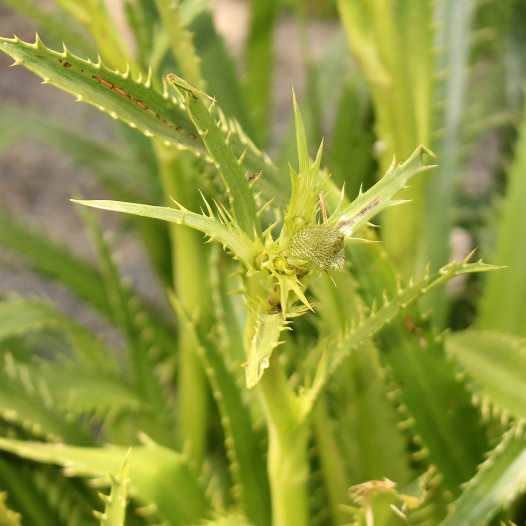 Eryngium pandanifolium