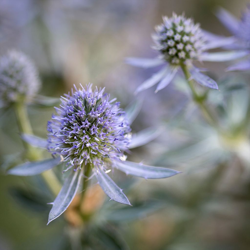 Eryngium planum Blauer Zwerg