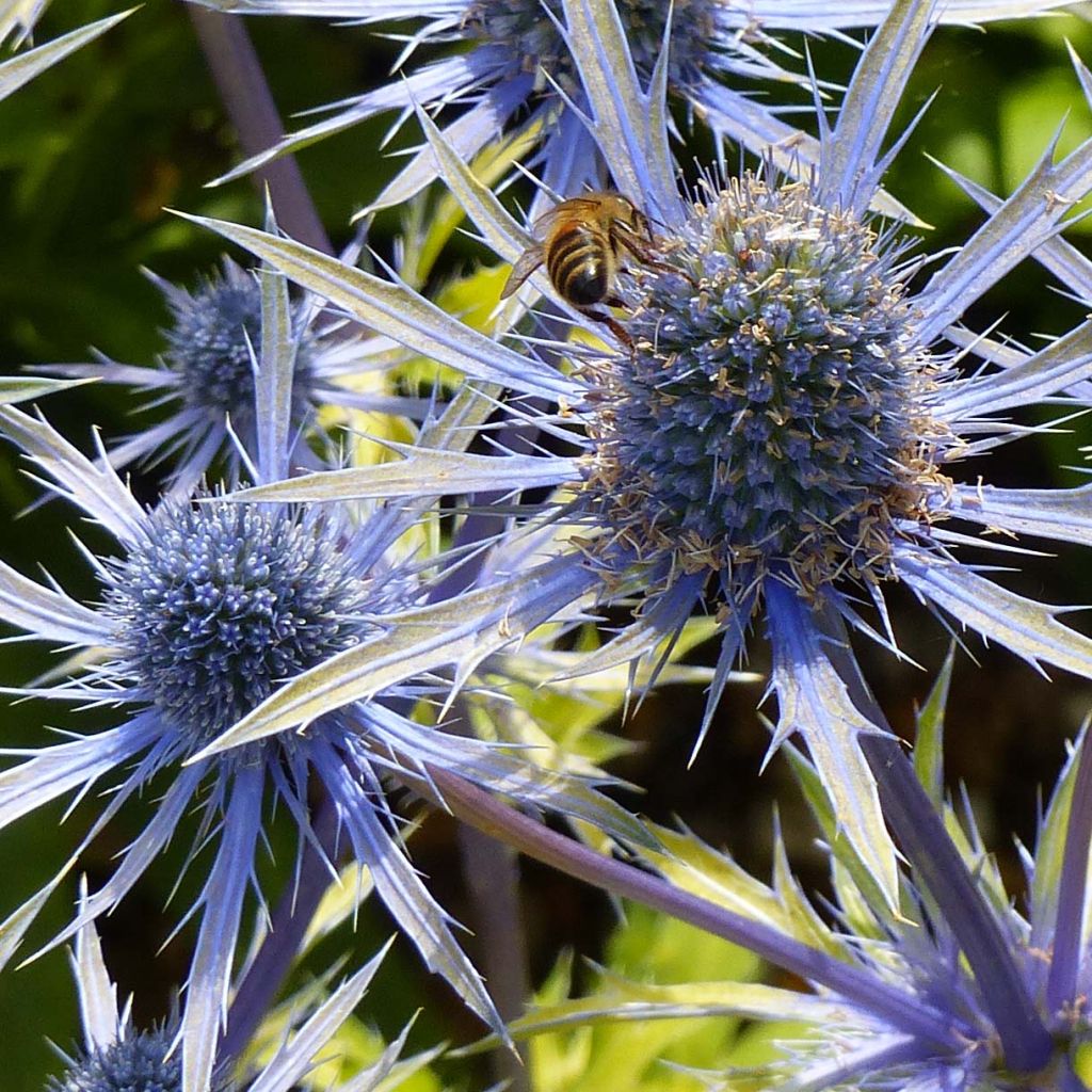 Eryngium planum Neptune's Gold