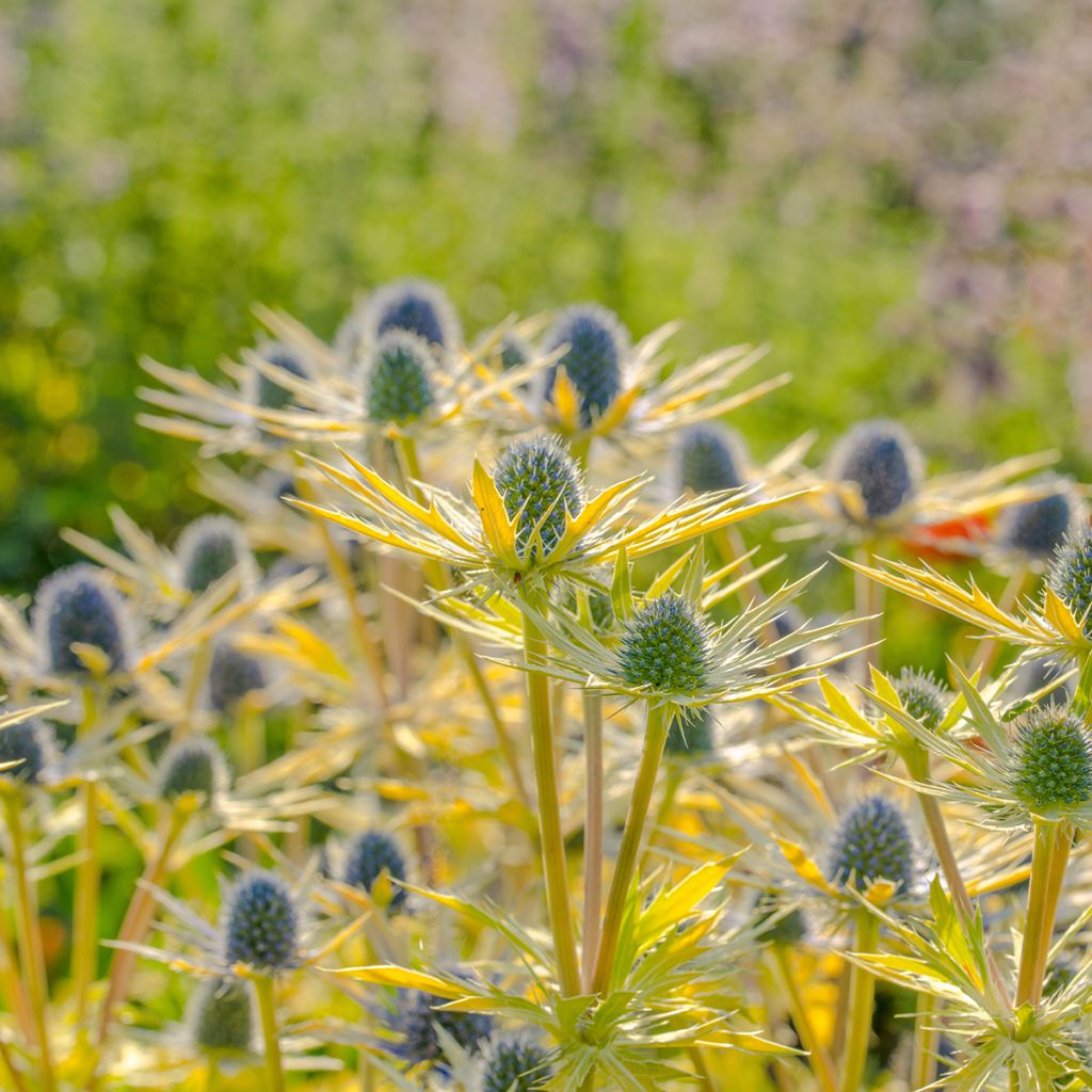 Eryngium planum Neptune's Gold