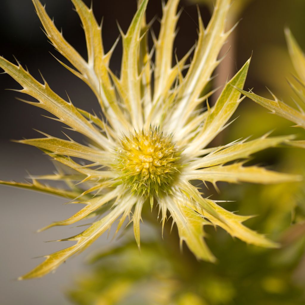 Eryngium planum Neptune's Gold