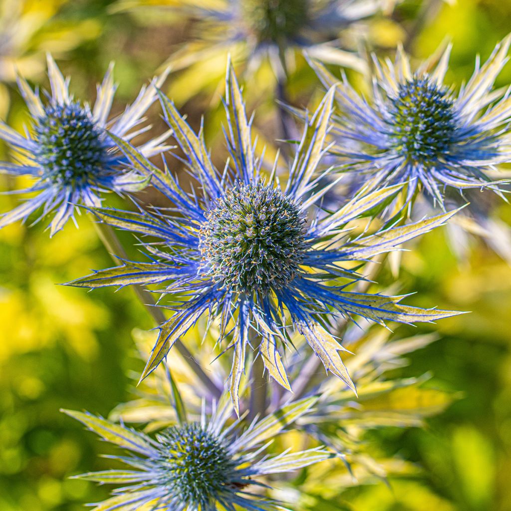 Eryngium planum Neptune's Gold